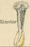 Image of Stentoridae