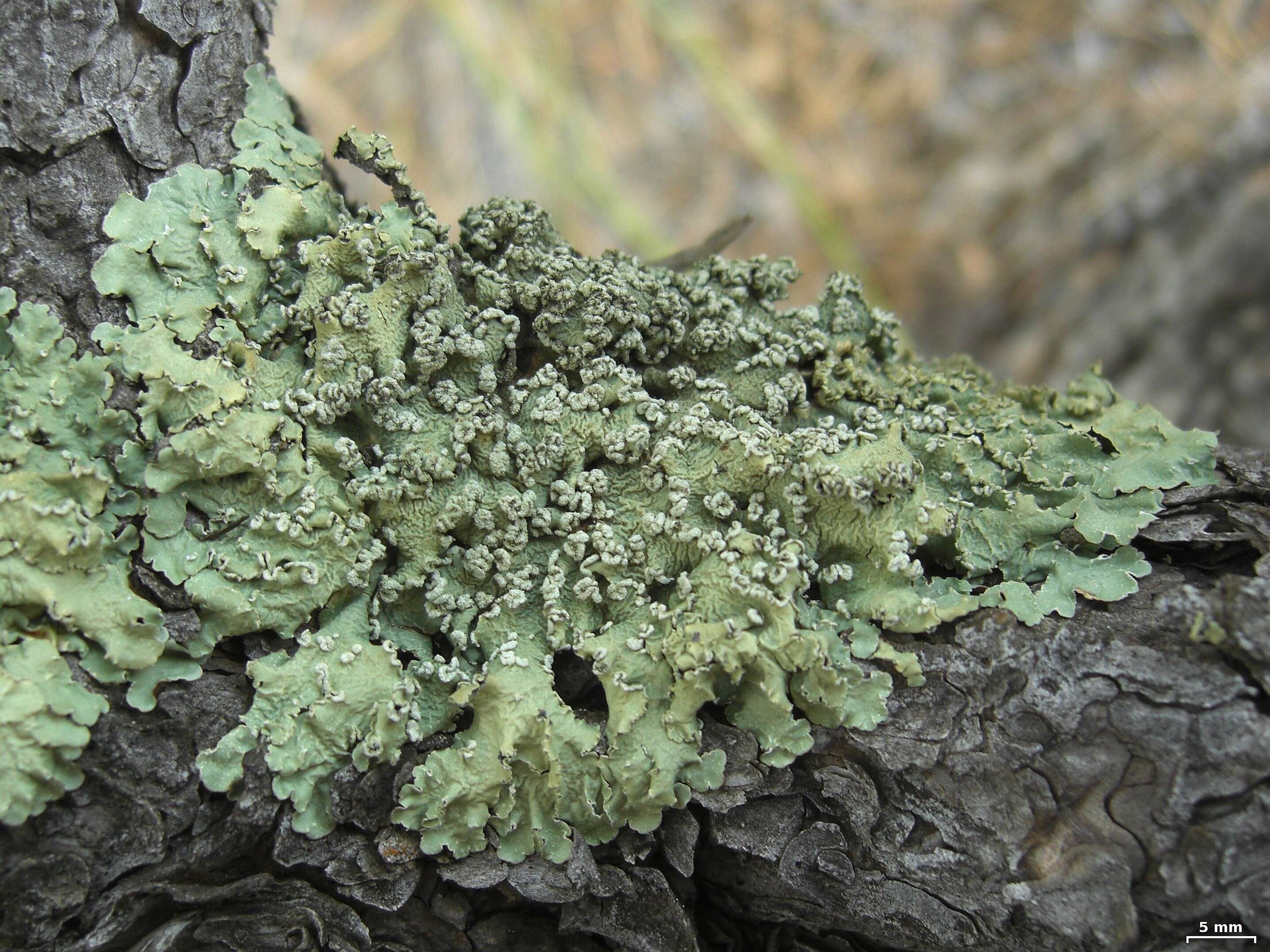 Image of Powder-edge speckled greenshield