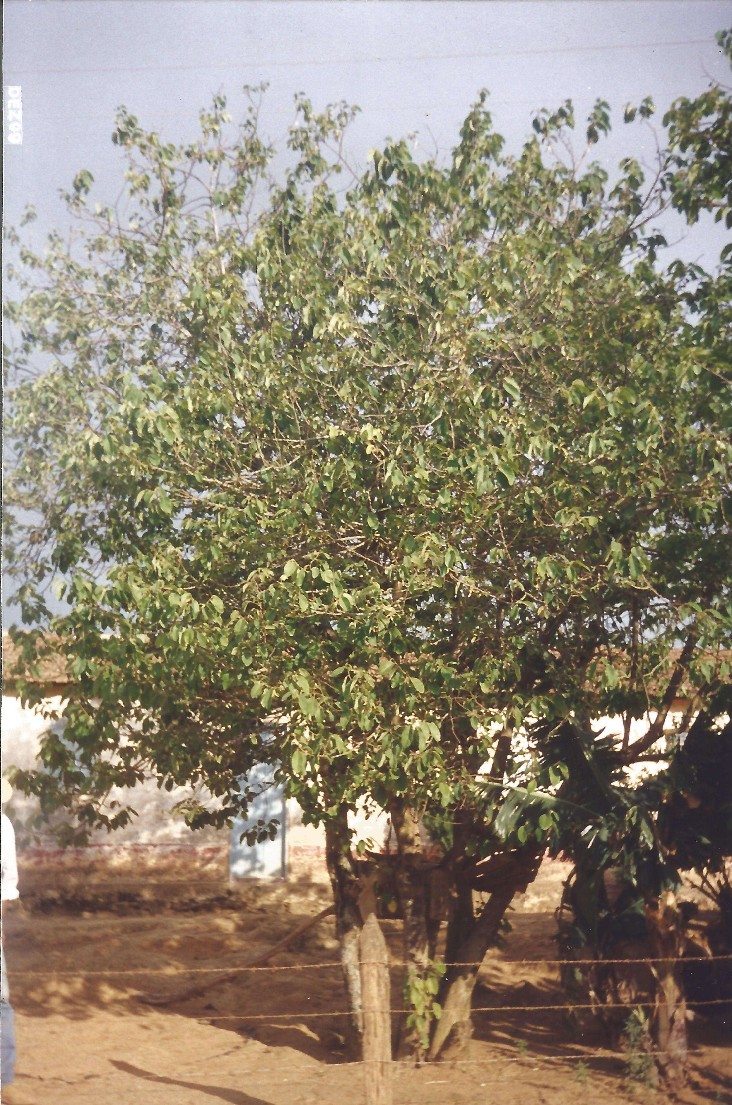 Plancia ëd Annona cherimola Mill.