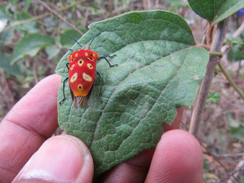 Image of Cantao ocellatus