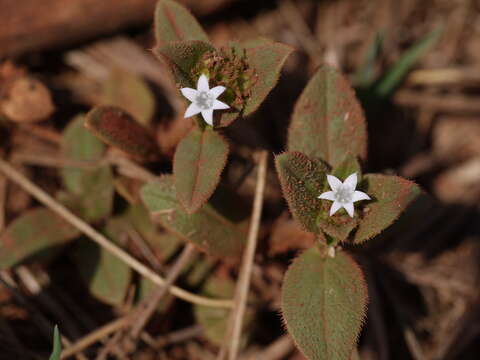 Image of rough Mexican clover