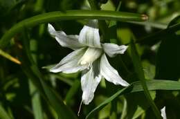 Image of drooping star of Bethlehem