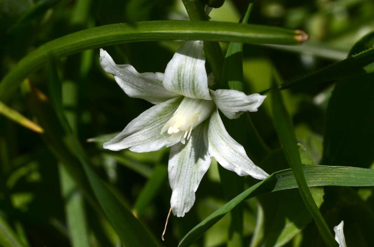 Image of drooping star of Bethlehem