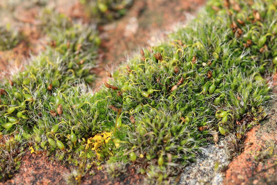 Image of pulvinate dry rock moss