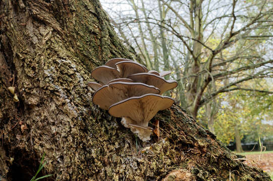 Image of Pleurotus ostreatus (Jacq.) P. Kumm. 1871