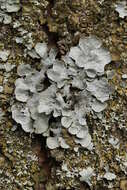 Image of Hammered shield lichen