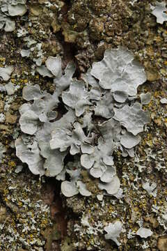 Image of Hammered shield lichen