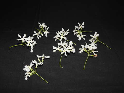 Image of Star-jasmine or Confederate-jasmine