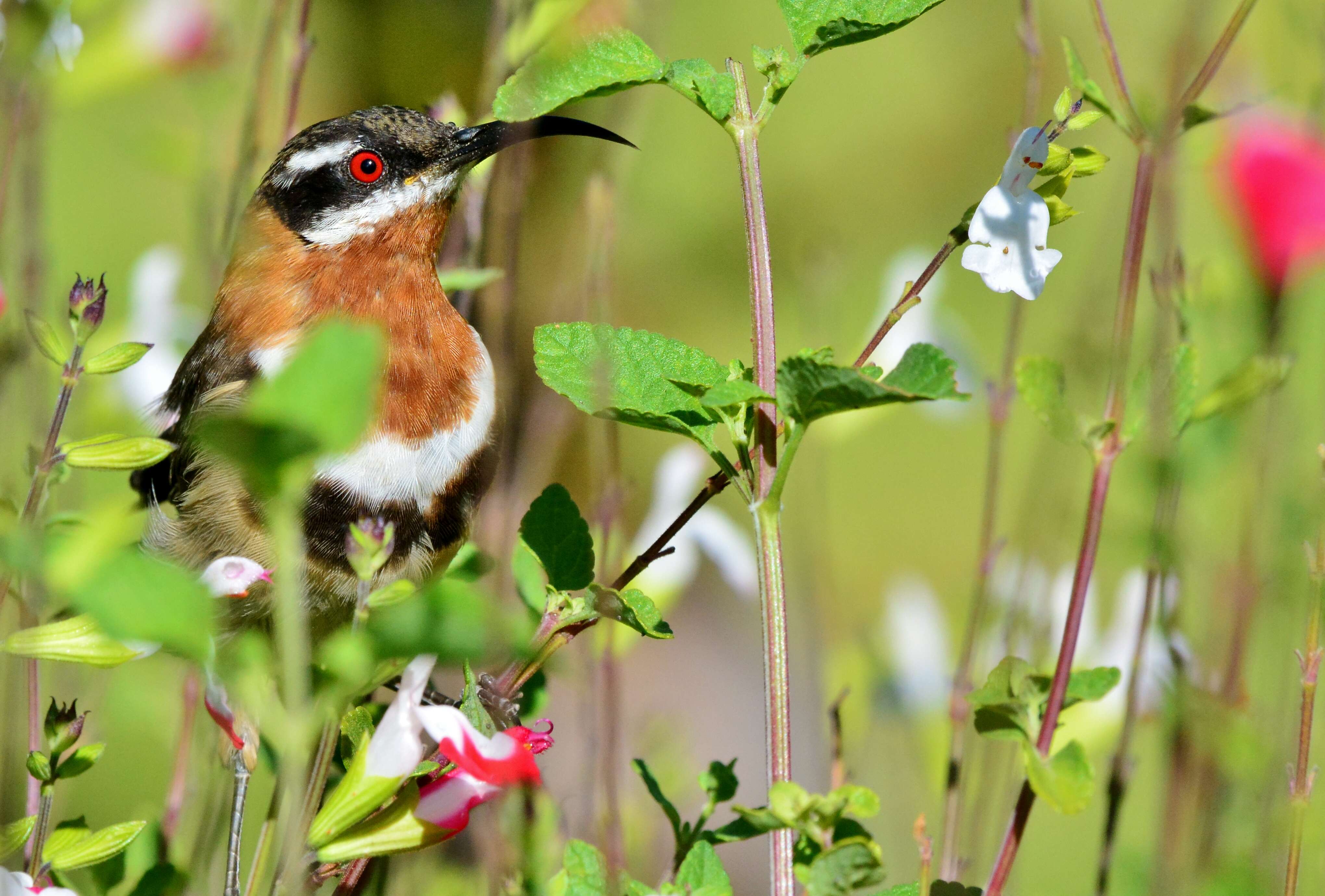 Image of Western Spinebill