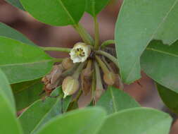 Image of sapodilla