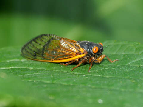 Image of Decula Periodical Cicada