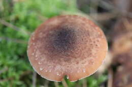 Image of Armillaria ostoyae (Romagn.) Herink 1973