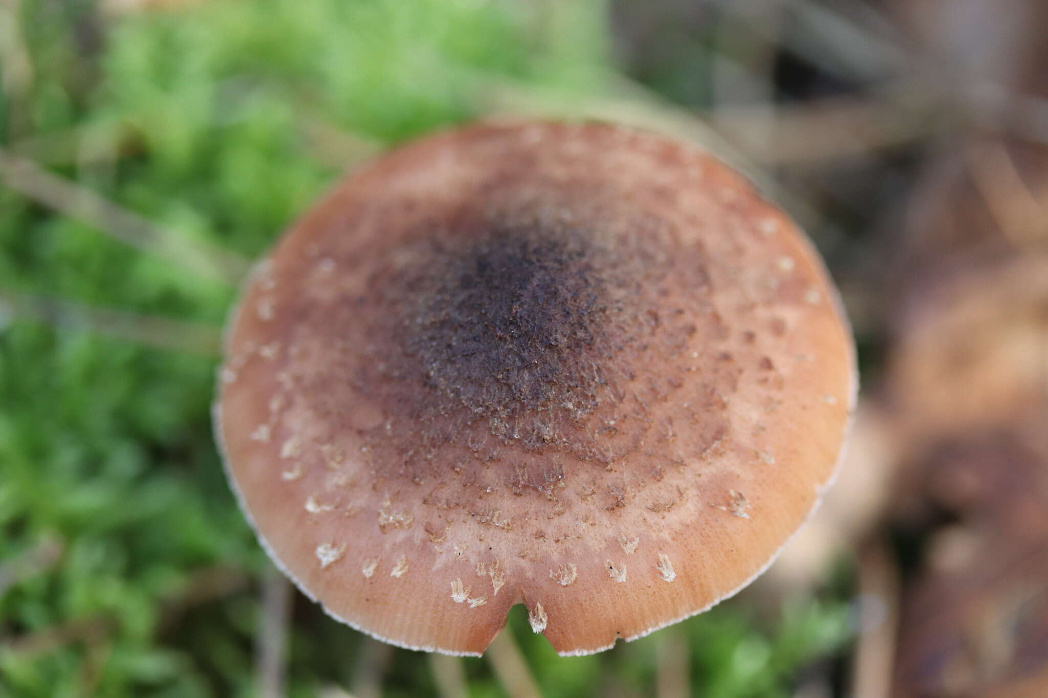 Image of Armillaria ostoyae (Romagn.) Herink 1973