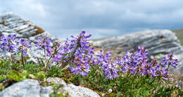 صورة Astragalus alpinus L.