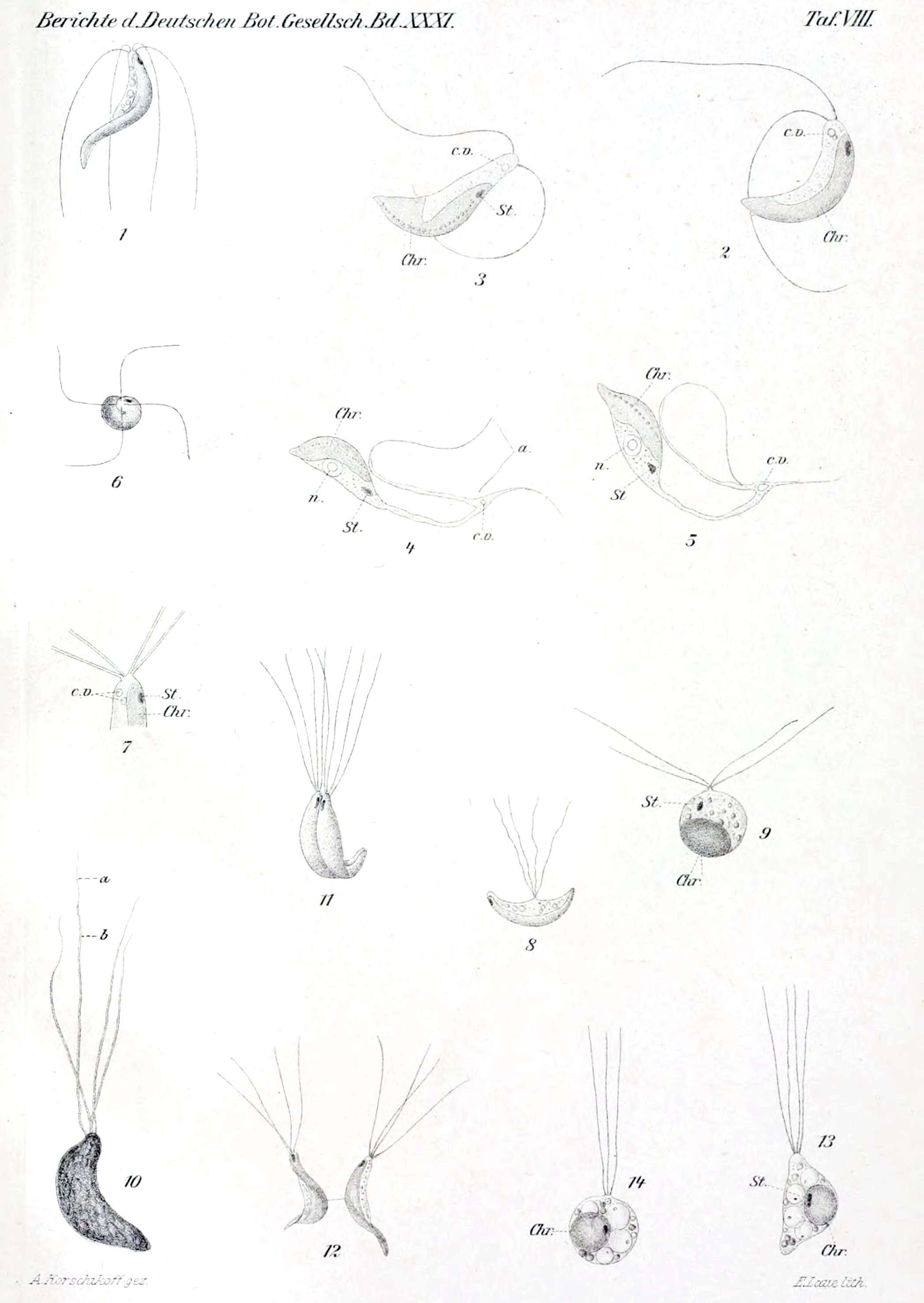 Image of Spermatozopsis Korshikov 1913