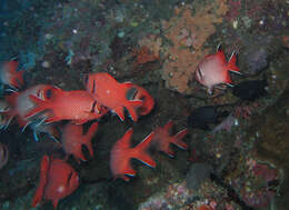 Image of Blacktip Soldierfish