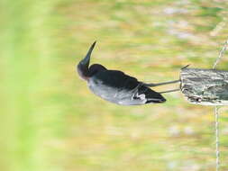 Image of Little Blue Heron