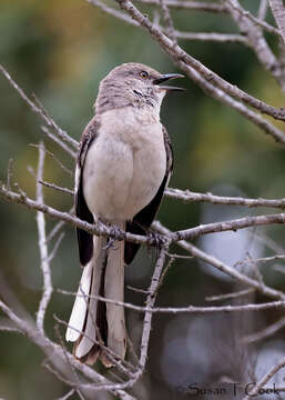 Image of Northern Mockingbird