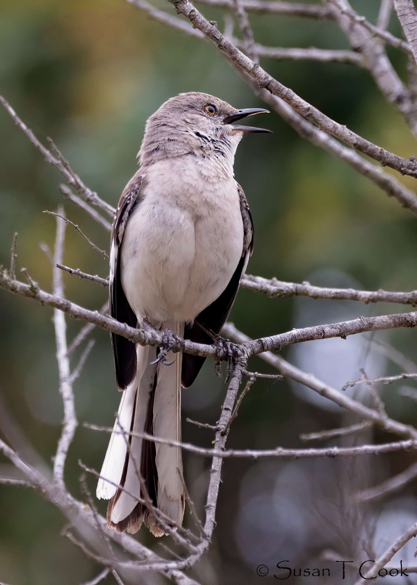 Image of Northern Mockingbird
