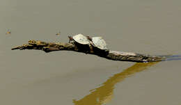 Image of Assam Roofed Turtle