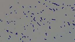 Image of Bacteria