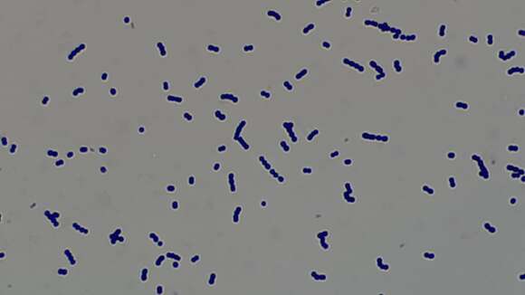 Image of Bacteria