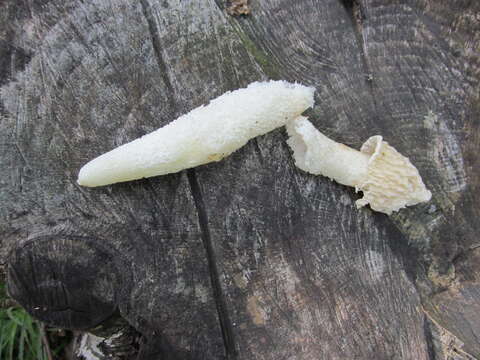 Image of Stinkhorn