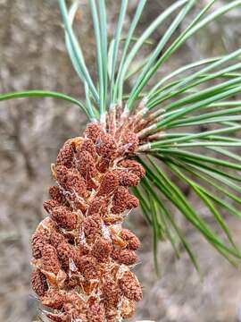 Image of Bishop pine