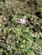 Image of red sandspurry