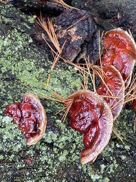 Image of Ganoderma sessile Murrill 1902