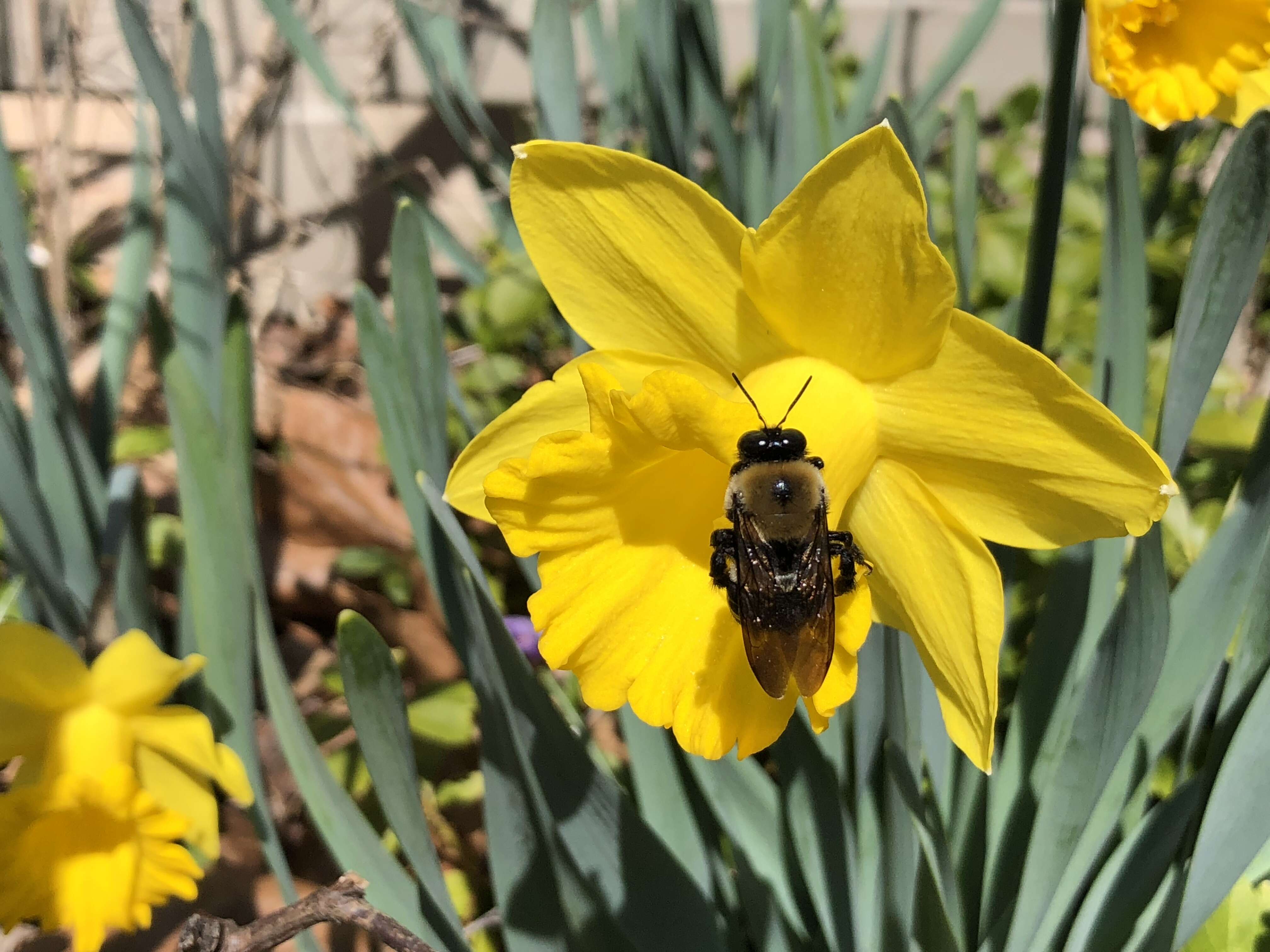 Image of Eastern Carpenter Bee