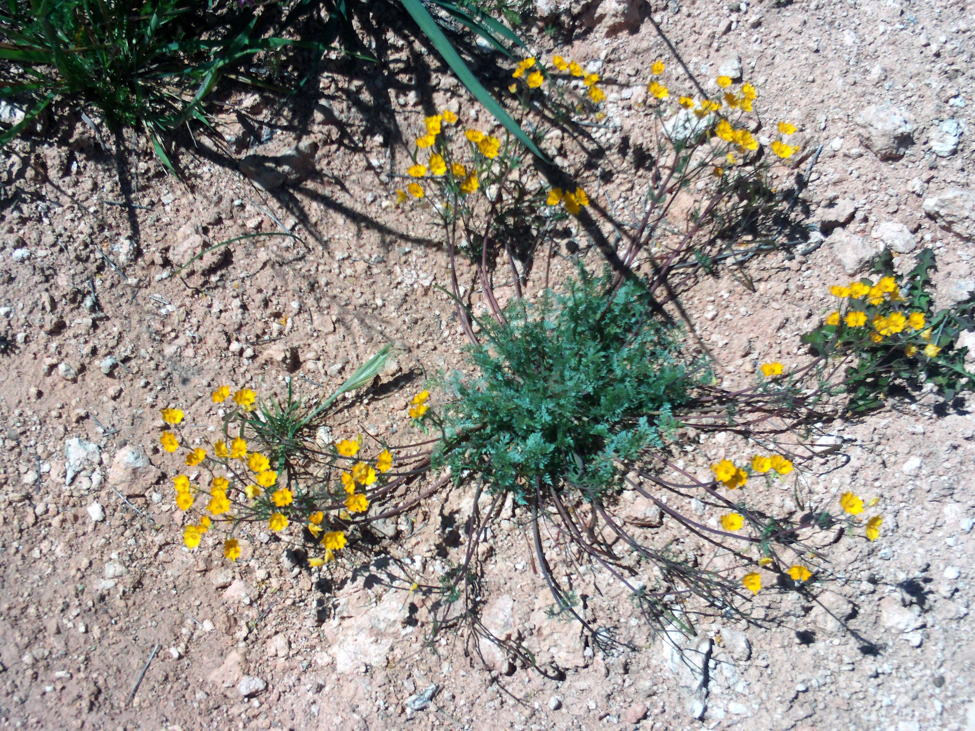 Image of Hypecoum procumbens L.