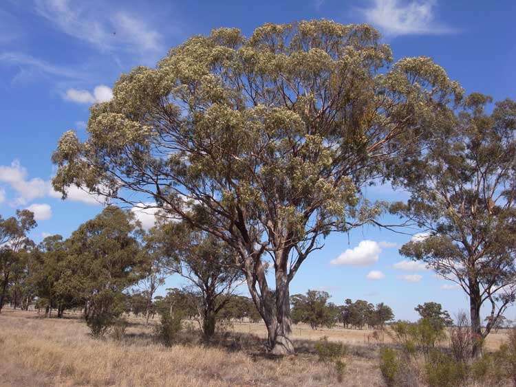 Image of Eucalyptus woollsiana F. Müll. ex R. T. Baker