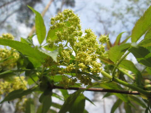 Image of Red-berried Elder