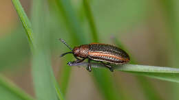 Microrhopala vittata (Fabricius 1798)的圖片