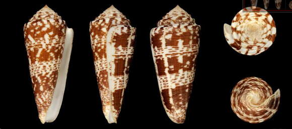 Image of Conus thomae Gmelin 1791