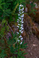 Image of Tall white bog orchid