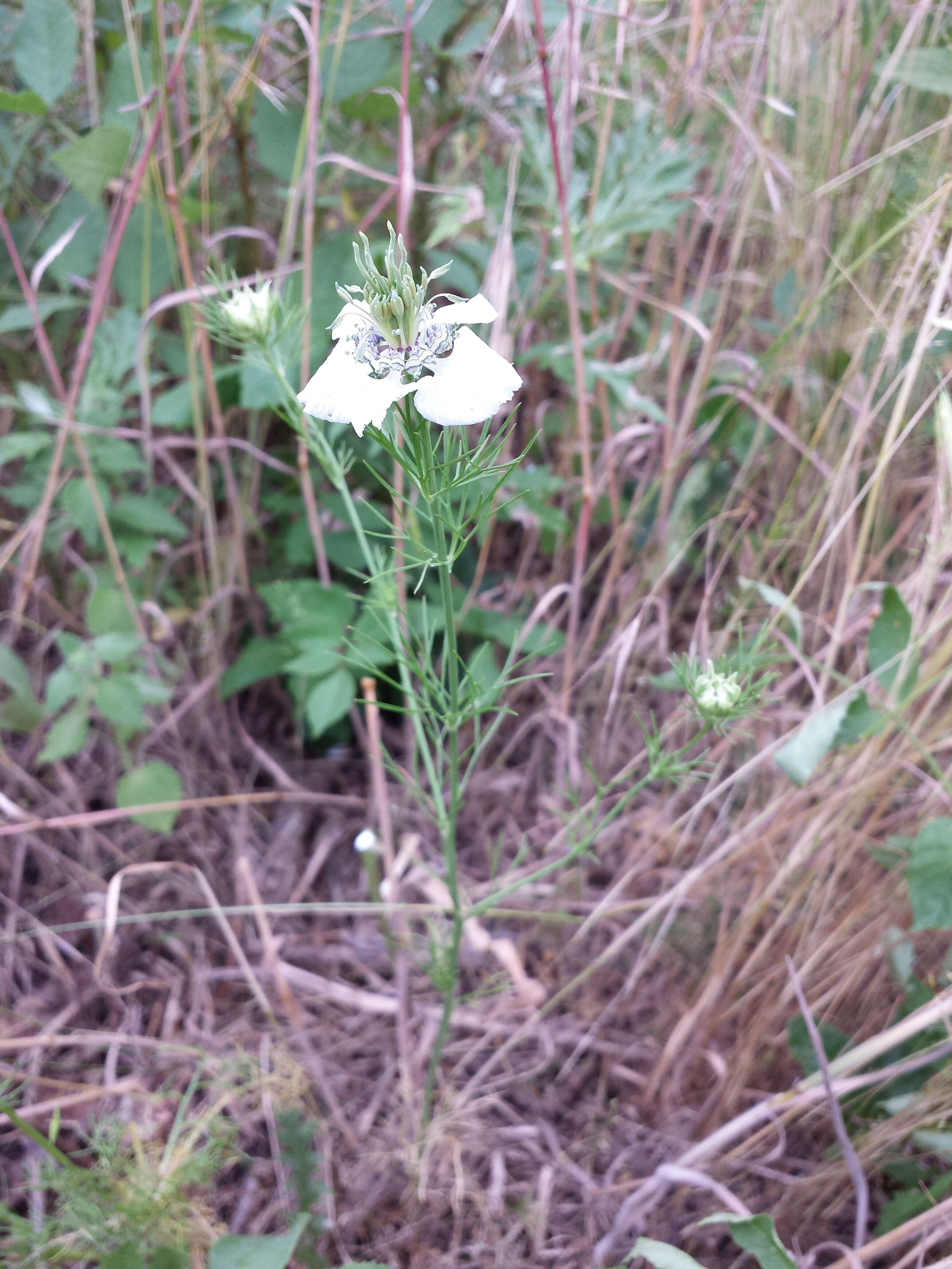 Nigella arvensis L. resmi