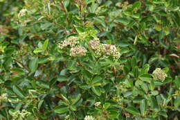 Image of Syzygium caryophyllatum (L.) Alston