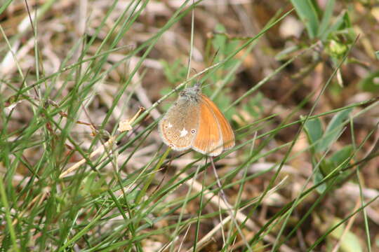 Image of Coenonympha glycerion