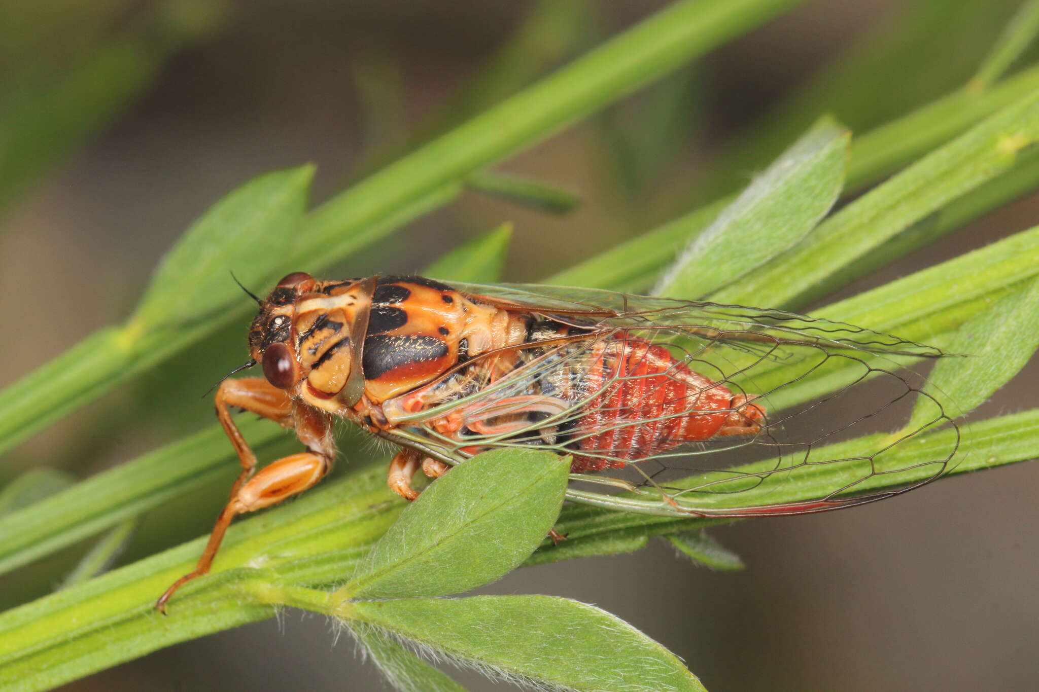 Image of blood redtail cicada