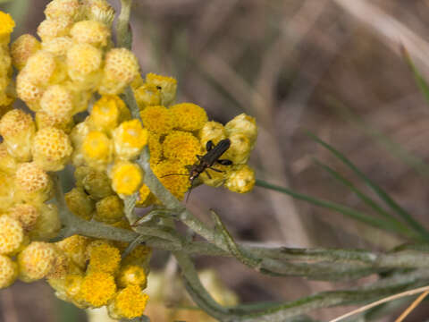 Image of yellow amaranth