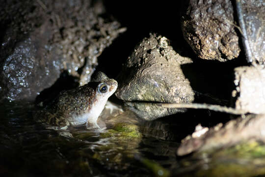 Image of Black Spiny-chest Frog