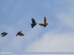 Image de Hibou des marais