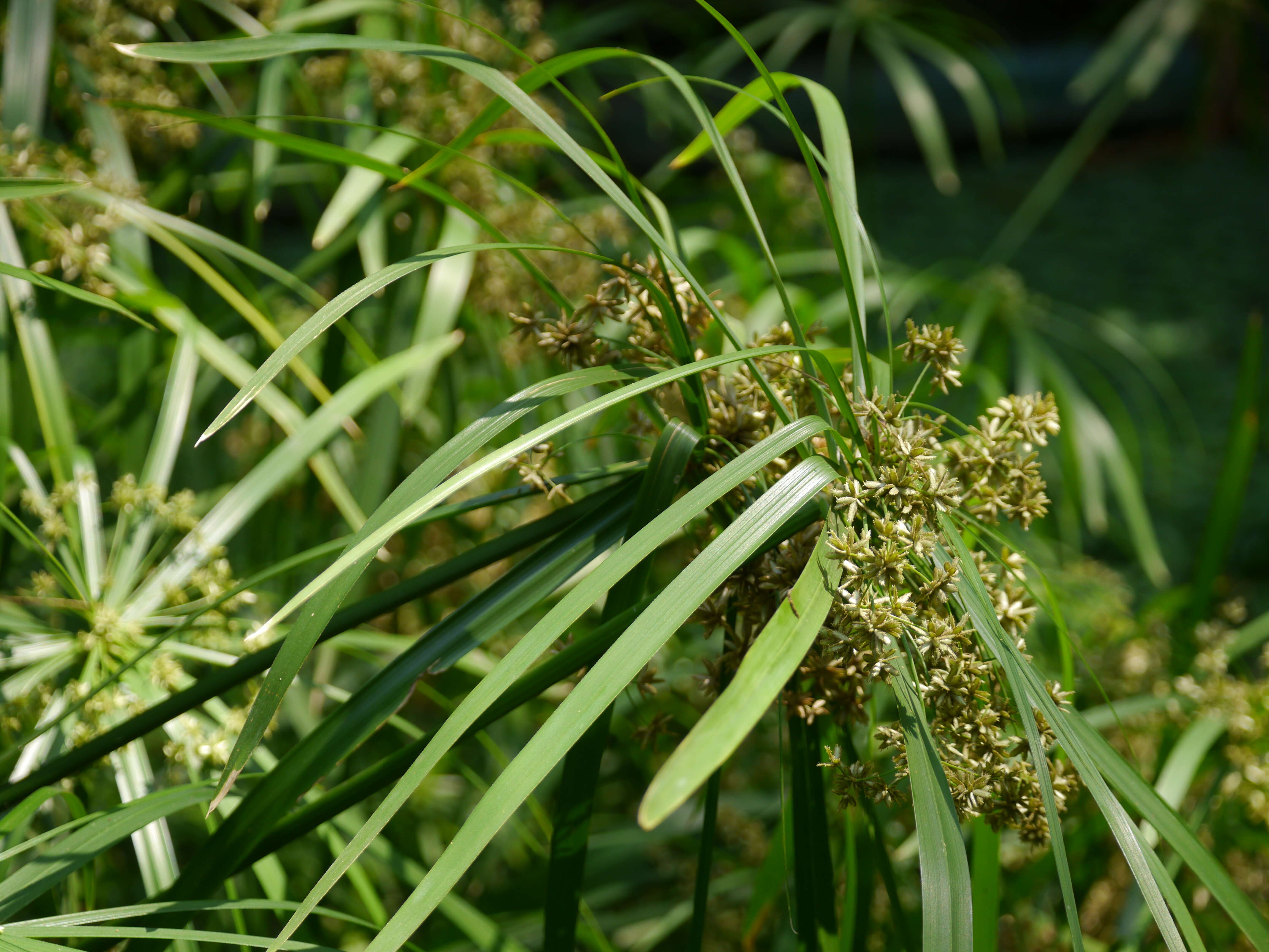 Sivun Cyperus alternifolius L. kuva