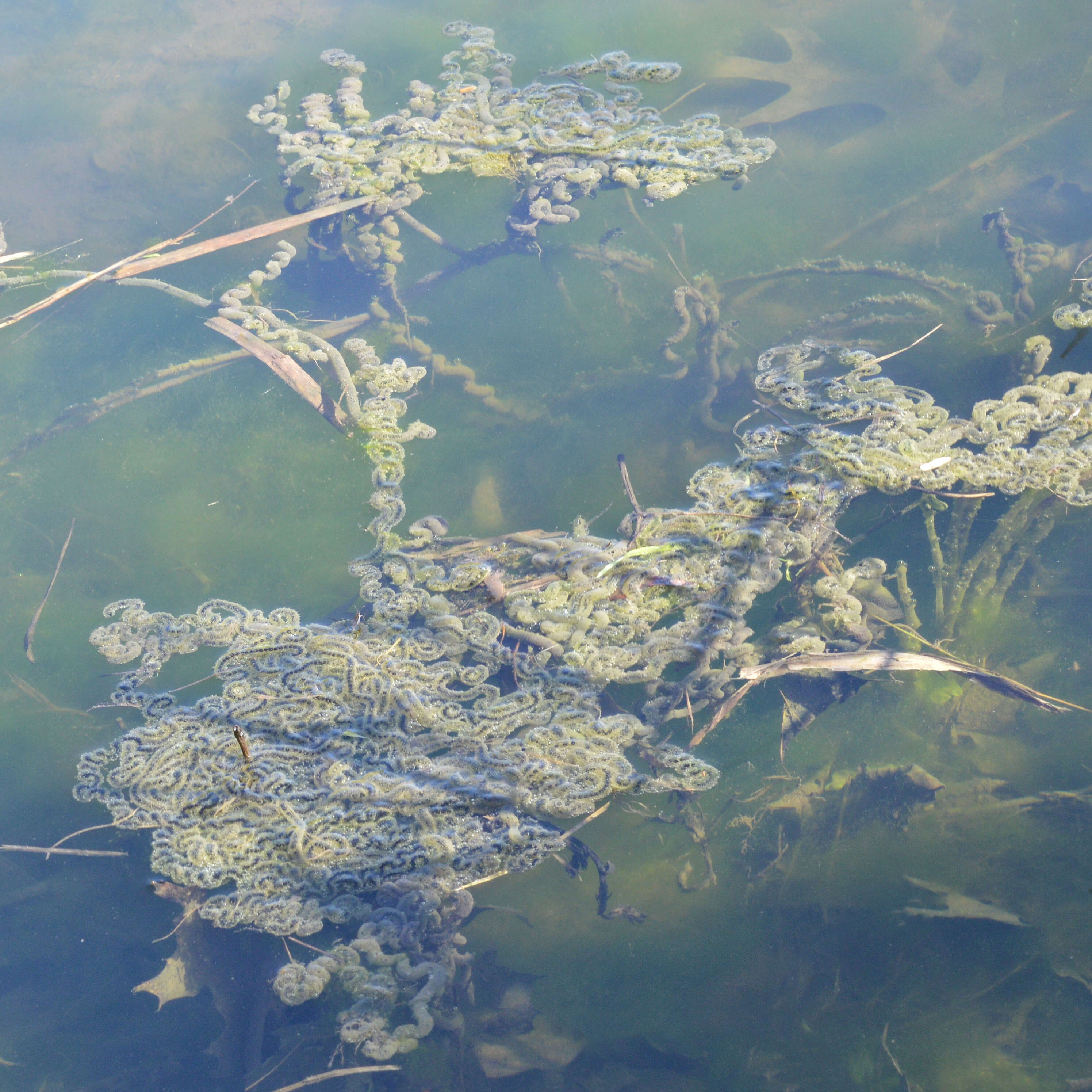 Image of American Toad