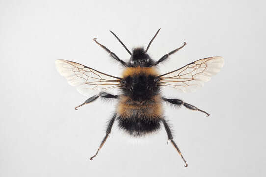 Image of Bombus soroeensis (Fabricius 1776)