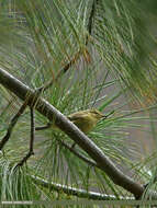 Plancia ëd Phylloscopus occipitalis (Blyth 1845)