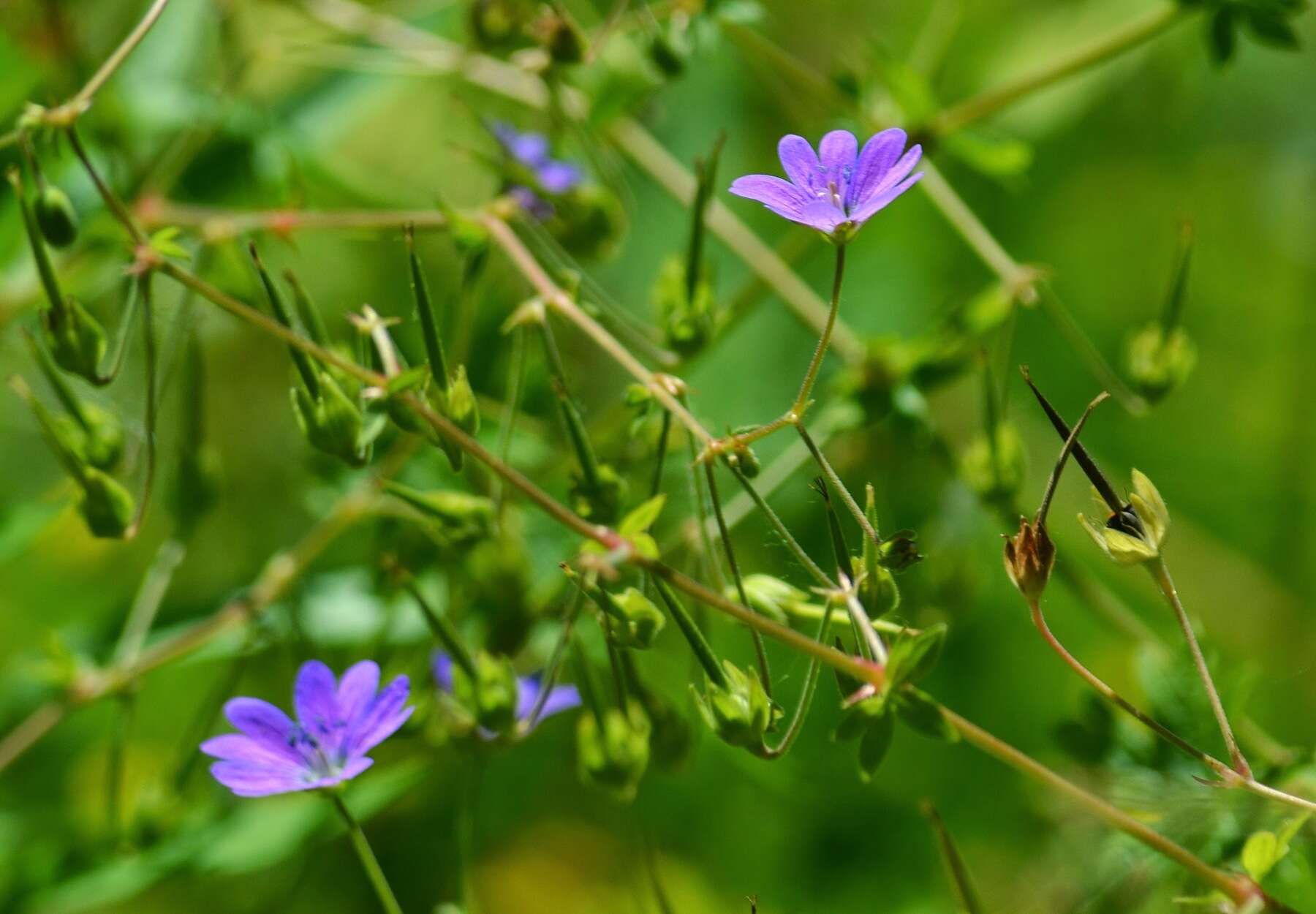 Image of hedgerow geranium