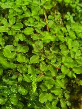 Imagem de Rhizomnium punctatum T. Koponen 1968